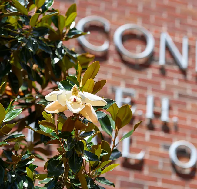 A magnolia tree blossoms in front of Conner Hall.